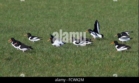 Troupeau d'Huîtrier pie (Haematopus ostralegus) l'atterrissage dans un pré au printemps à fourrager Banque D'Images