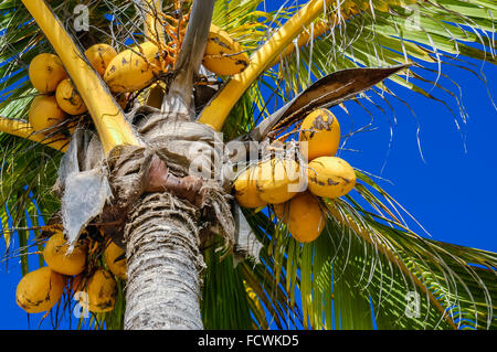 Noix de coco fraîche sur l'arbre de noix de coco, noix de coco, noix de coco jaune vert Banque D'Images