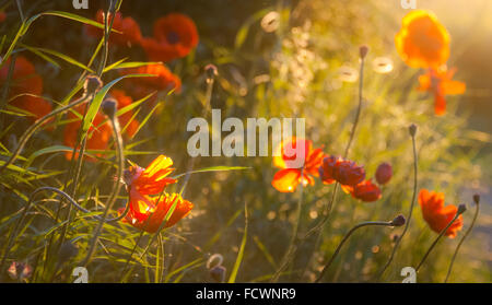 Lever du soleil de printemps brille à travers les fleurs sauvages mélangé avec de hautes herbes dans un jardin négligé. Banque D'Images