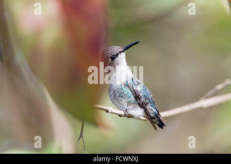 Colibri d'abeille (Mellisuga helenae) adulte mâle sauvage unique perché sur une branche d'arbre à Zapata, baie des cochons, Cuba, Caraïbes Banque D'Images