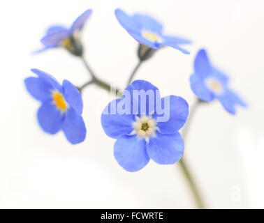 Forget-me-not Victoria Blue Flower isolated on White Background Banque D'Images