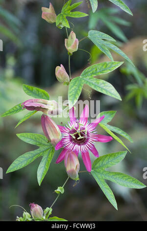 Passiflora violacea x fleur. La passion des fleurs poussant dans une serre. Banque D'Images