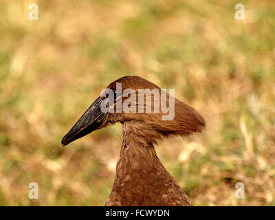 Portrait de Scopus umbretta Hammerkop (stork) sous un bon éclairage à l'arrière-plan de prairies diffus Banque D'Images