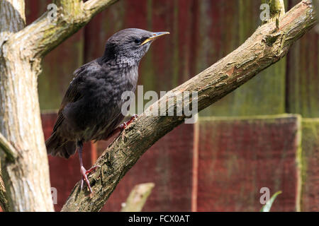 Jeune Starling perché attendant d'être nourris dans un jardin FRANCE Banque D'Images