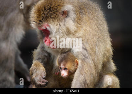 Close-up of a snow Monkey baby et sa mère (Macaque japonais Macaca fuscata) - Banque D'Images