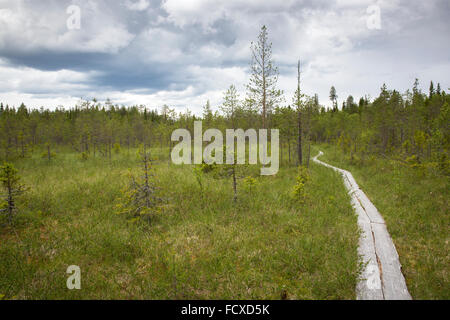 Une mire d'Aapa sentier nature dans le marais et les bois du cercle arctique, région de randonnée près de Rovaniemi, Finlande Banque D'Images