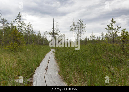 Une mire d'Aapa sentier nature dans le marais et les bois du cercle arctique, région de randonnée près de Rovaniemi, Finlande Banque D'Images