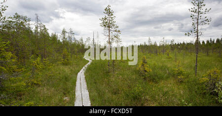 Une mire d'Aapa sentier nature dans le marais et les bois du cercle arctique, région de randonnée près de Rovaniemi, Finlande Banque D'Images