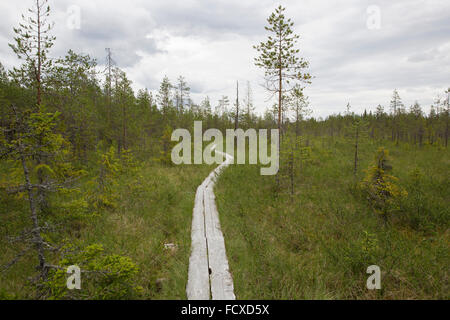 Une mire d'Aapa sentier nature dans le marais et les bois du cercle arctique, région de randonnée près de Rovaniemi, Finlande Banque D'Images