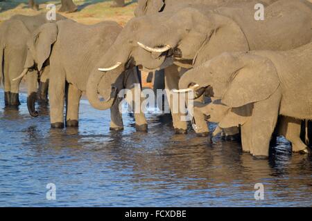 Les éléphants de boire à la rivière Chobe, au Botswana, l'Afrique Banque D'Images