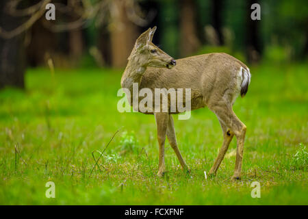 Le cerf à queue noire dans la région de Yosemite National Park, Californie Banque D'Images