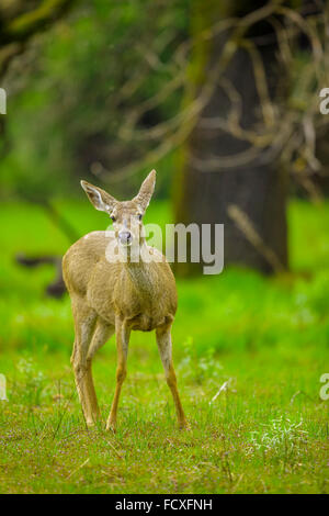 Le cerf à queue noire dans la région de Yosemite National Park, Californie Banque D'Images