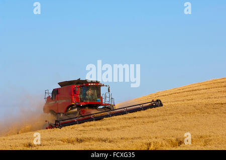 Les récoltes de la moissonneuse-batteuse de cas du blé sur les collines de la région de Washington Palouse Banque D'Images