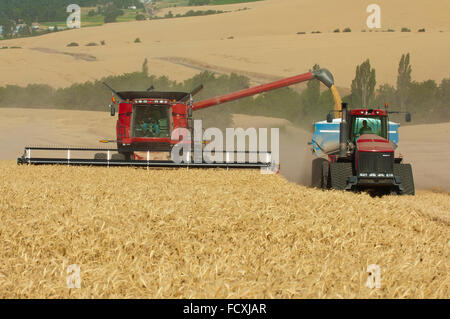 Une moissonneuse-batteuse à blé de déchargement du grain d'un panier sur le rendez-vous au cours de la récolte dans la région de Washington Palouse Banque D'Images