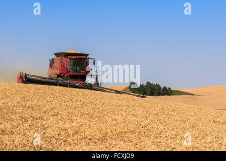 Un cas dans le grain des récoltes de la moissonneuse-batteuse de la région de l'Est du Washington Palouse Banque D'Images