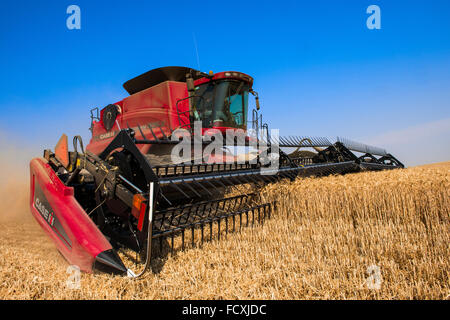 Un cas dans le grain des récoltes de la moissonneuse-batteuse de la région de l'Est du Washington Palouse Banque D'Images