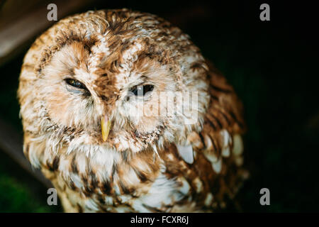 La Chouette hulotte ou brown owl (Strix Aluco enr) est un hibou de taille moyenne, que l'on trouve couramment dans les forêts à travers la majeure partie de l'Eurasie. Banque D'Images