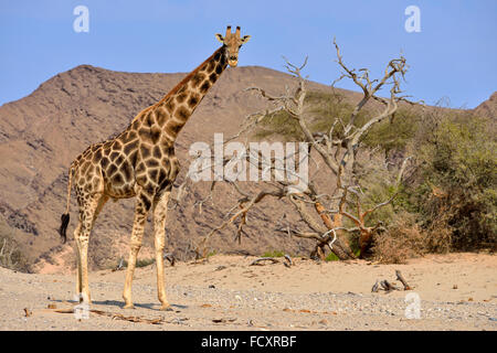 Adapté du désert, giraffe Giraffa camelopardalis angolensis, désert du Namib, rivière Hoanib, Kaokoland, Kaokoveld, province de Kunene Banque D'Images