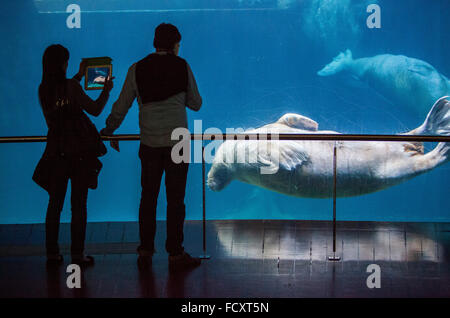 Le morse (Odobenus rosmarus) de l'Arctique à l'Oceanografic maison par Félix Candela, Cité des Arts et des Sciences par S. Calatrava. Vale Banque D'Images