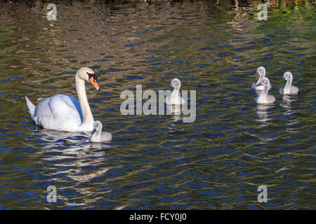 Cygne muet et logo les natation au Royaume-Uni Banque D'Images