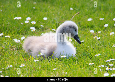 Repos Signet entourée de gazon et de marguerites au Royaume-Uni Banque D'Images