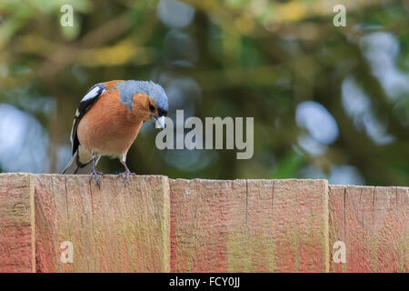 Chaffinch mâle perché sur une clôture en bois Banque D'Images