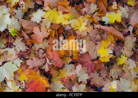 Automne, marron et feuilles d'érable de Norvège, sec et portant sur le terrain Banque D'Images