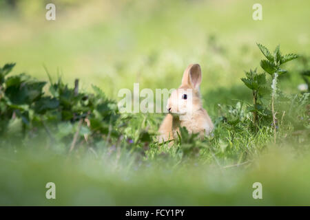 Lapin sauvage sur la montre de se cacher dans l'herbe Banque D'Images