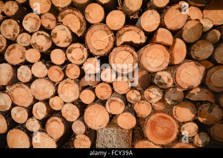 Une pile de bois en face d'une grange, Alpes Tyrol Autriche Banque D'Images