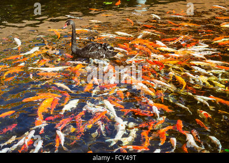 TENERIFE, ESPAGNE - 15 janvier 2013 : Black Swan dans l'étang avec des poissons koi japonais, Thai village, Loro Parque, Puerto de la Cruz Banque D'Images