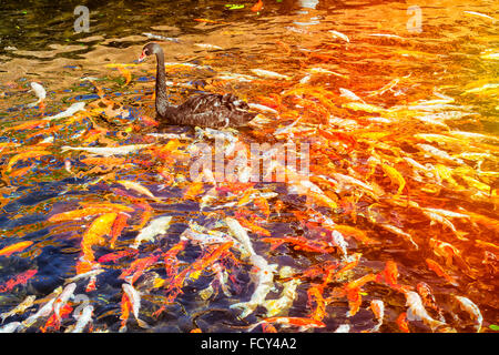 TENERIFE, ESPAGNE - 15 janvier 2013 : Black Swan dans l'étang avec des poissons koi japonais, Thai village, Loro Parque, Puerto de la Cruz Banque D'Images