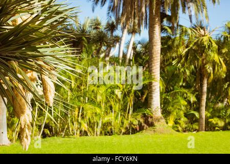 TENERIFE, ESPAGNE - 15 janvier 2013 : Arrière-plan avec des palmiers dans un parc exotique, Loro Parque, Puerto de la Cruz, Santa Cruz Banque D'Images
