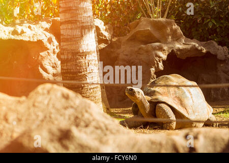 TENERIFE, ESPAGNE - 15 janvier 2013 : - des tortues énormes tortues géantes (Geochelone gigantea) à Loro Parque, Puerto de la Cruz Banque D'Images