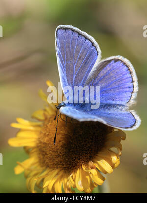 Papillon bleu, commun (Polyommatus icarus) masculin, en se nourrissant de tanaisie fleur, Cornwall, England, UK. Banque D'Images