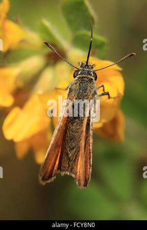 Essex Skipper (Thymelicus lineola) papillon femelle, repos, Newlyn, Cornwall, England, UK. Banque D'Images