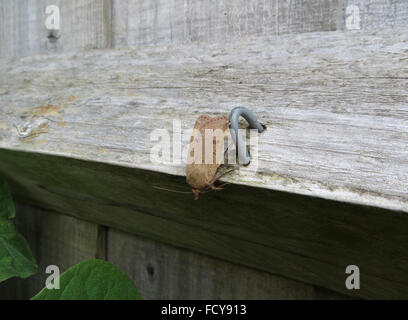 Ailes jaune (Noctua est issu) sur la traverse d'une clôture de jardin en bois, à côté d'une base en métal Banque D'Images