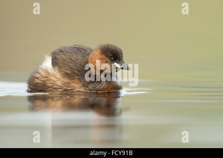 Grèbe castagneux Tachybaptus ruficollis Zwergtaucher ( / ), adulte, nage a proximité, ruffles ses plumes, de la faune, de l'Allemagne. Banque D'Images