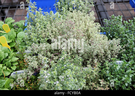 Thymus X citriodorus 'Aureus' ou connu comme le thym panaché citron Banque D'Images