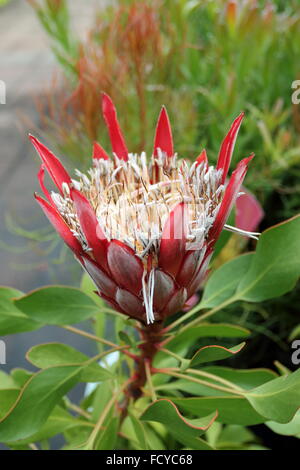 Photo:Protea ou connu sous le nom de King Protea Protea Petit Prince ou c'est la fleur nationale de l'Afrique du Sud Banque D'Images