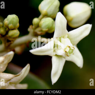 Calotropis gigantea, Couronne fleur, arbuste avec des feuilles d'épaisseur, large, en face, fleurs blanches en ombelles, soulevées corona Banque D'Images