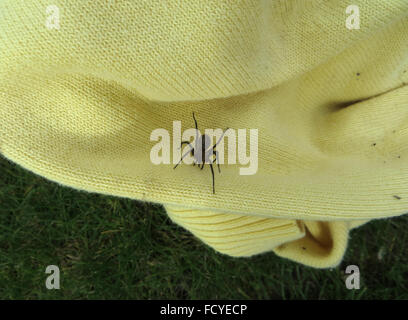 Chambre intérieure (araignée Tegenaria duellica) sur un cardigan en tricot jaune, sur une pelouse Banque D'Images