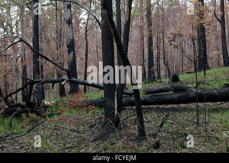 Forêt d'Eucalyptus en Nouvelle Galles du Sud, Australie la régénération après un incendie Banque D'Images