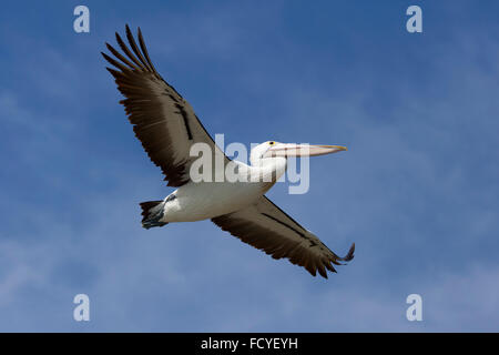 Pélican volant dans le ciel bleu, Victoria, Australie Banque D'Images