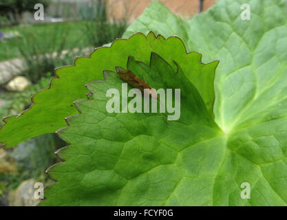 Side-vue dorsale de la cannelle (carex Limnephilus lunatus) sur feuille de populage des marais (Caltha palustris) Banque D'Images