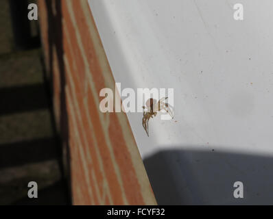 Araignée crabe Xysticus (kochi) sur une fenêtre de la maison du photographe Banque D'Images