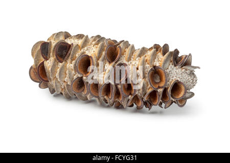 Banksia australien pod sur fond blanc Banque D'Images