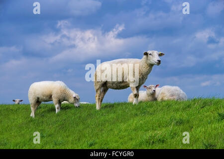 Du Nord frise Schafe auf dem Deich - l'Est de la frise des moutons sur la digue Banque D'Images