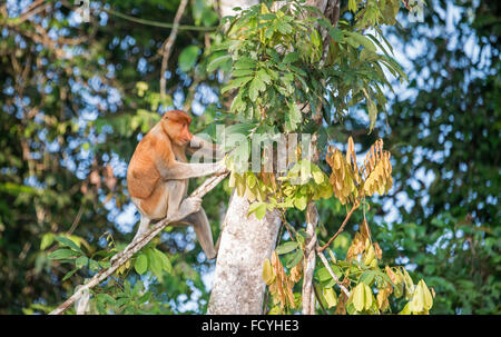 Proboscis Monkey : Nasalis larvatus. Sabah, Bornéo. Banque D'Images