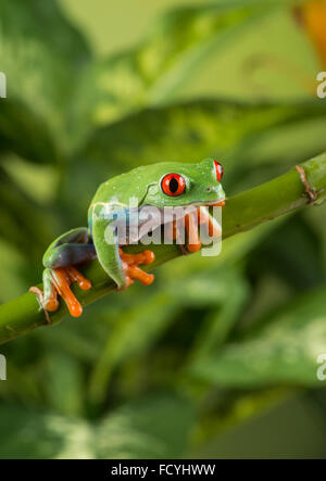 Red-Eyed Tree Frog (agalychnis callidryas). Studio, contrôlé Banque D'Images