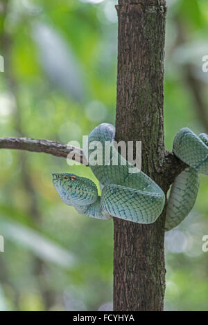 Wagler's Pit Viper : Tropidolaemus wagleri. Sabah, Bornéo Banque D'Images